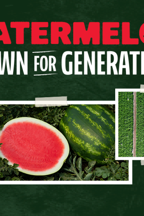 Watermelon growth stages infographic with photos of fruit and vines
