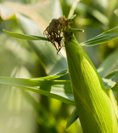 sweetcorn hero banner